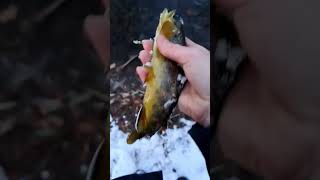 Late Afternoon River Catches! #shorts #subscribe #fish #river #browntrout #fishing