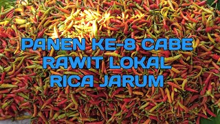 PANEN RAYA💥Pemetikan ke-7 Cabe Rawit Lokal Rica Jarum Dengan Harga Memuaskan