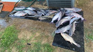 Jug fishing ledges on the Tennessee River.  LOADED THE BOAT!!