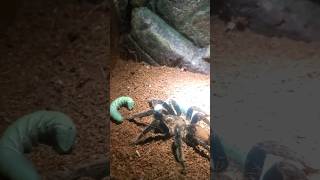 Curly Haired Tarantulas Thanksgiving Meal #tarantula