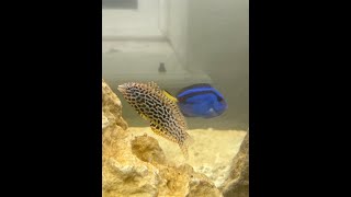 Leopard Wrasse and Blue Tang Eating Seaweed