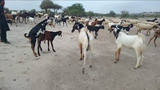 With credit to Beautiful Goat Thar  🐐🐐🐐🐐🐐🐐🐏🐏😊❤😊