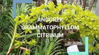 ANGGREK GRAMMATOPHYLLUM CITRINUM