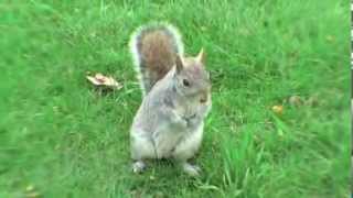 gli scoiattoli di Hyde Park