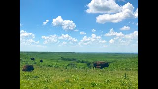 Live From the Field: Effects of Herbivores on Ecosystems, March 12, 2021