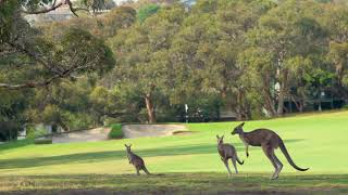 Anglesea Golf Club, Victoria, Australia: Kangaroos