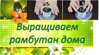 Выращиваем рамбутан дома / цветок жених / кактусы