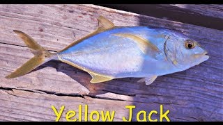 Florida fishing fun day.  Blue Runner.  Yellow Jack.