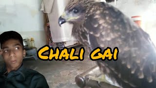 aj eagle Chali gai 😫😫||3 brothers vlogs