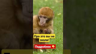 Шокирующие факты про животных!😮 #факты #секреты #топ #топ 10 #топ 5 #удивительное  #животные