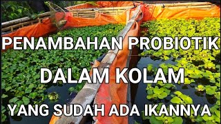 CARA BUDIDAYA IKAN GURAME DI KOLAM BETON || PENAMBAHAN PROBIOTIK PADA KOLAM YANG SUDAH ADA IKANNYA