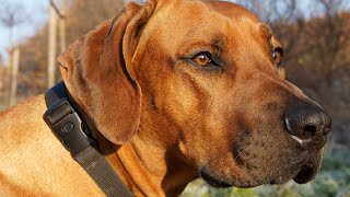 Can Rhodesian Ridgebacks Live in Hot Climates?