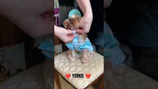 ❤️ YORKIE ❤️  #yorkie #dog #puppy #shortvideo #video #yorkielove #viral #short #shorts #shortvideo