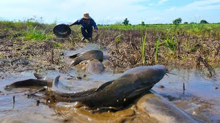 Top Fishing Video,  A fisherman catch more fish at field ,  Best hand fishing