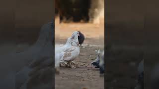 #pigeon #pigeonpigeon #birds #pigeonsroy #chicken #biswaspigeon #azadpigeonloverkhanchenal #pets 🕊️