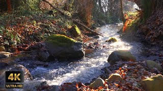 Relaxing Forest Stream | 3 Hours of Calming River in 4K UltraHD | No Video Loop