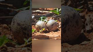 Spotted Thick Knee Bird #wildlife #birds #wildlifecamera #animals