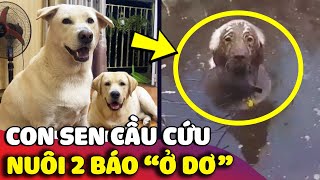 Nhà nuôi phải hai chú chó 'ĐAM MÊ Ở DƠ' thích tắm bùn khiến anh Sen than trời 😅 | Gâu Đần