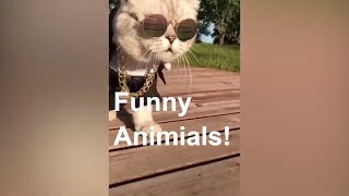 Funny Animals that will make you laugh