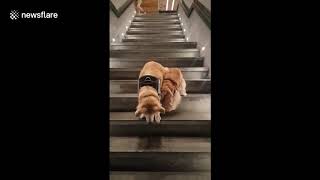 Service dog patiently guides blind dog down steep stairs