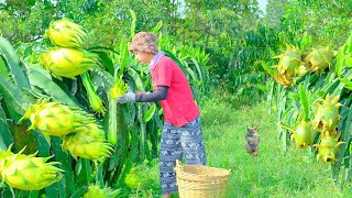 Harvesting yellow dragon fruit for sale at the market, how to grow dragon fruit from stems