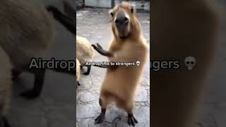 Capybara #funny #foryou #funnyimages #funnymemes #editing #funnypictures