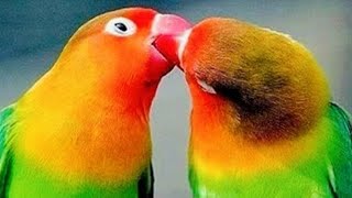 Lovebirds breeding pair