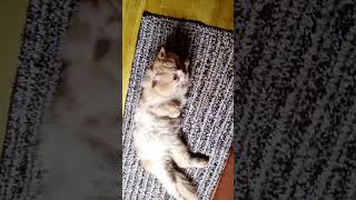 Zenga The Dancing Persian Cat 🐈 😻 | Funny Cat #shorts #mrnnm #trending