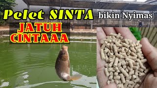 RACIKAN TERBARU PELET SINTA || UMPAN IKAN MAS