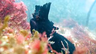 Buceo en Illa Do Santo - Ría de Pontevedra