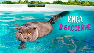 КОШЕЧКА БАТТЕРС ВПЕРВЫЕ ПЛАВАЕТ В БАССЕЙНЕ | Кот Баттерс