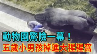 情況緊急！5歲小孩掉進動物園，300斤重的黑猩猩立刻圍了上來，下一秒出乎所有人預料【人世間】