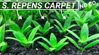 Aquarium Carpet Plants | Staurogyne Repens