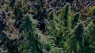 Hemp Harvest Lessons w/ Vesica Ventures - Ep 1 - Own Your Harvest Podcast