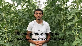 Выращиваем арбузы необычными способами