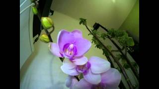 ORQUIDEA SE ABRINDO   11 11 2014