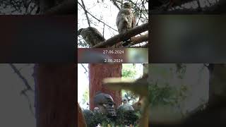 Как растут Ястребы / Hawk chicks are growing