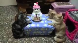 crazy people celebrating cat's birthday