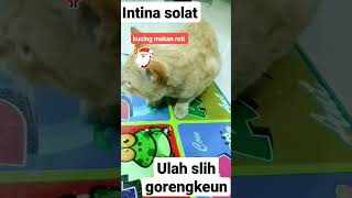 kucing kuning.sound tarowih