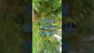 AAREY COLONY JUNGLE | FOREST JUNGLE