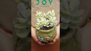 Repot some Mini succulents 🩵🪴 // Joy Garden Succulent