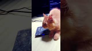 cute baby cat | funny cat videos | shorts [59] #catandkittens24 #pets  #catvideos #funny #animals