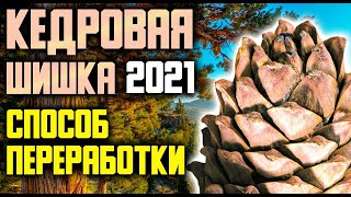 Кедровая шишка 2021; способ переработки !!!