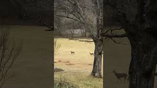 Bucks and Tom’s grazing #deerhunt #turkey