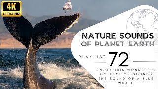 2 hours of pleasant natural sounds - The sound of a blue whale.