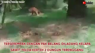 VIRAL!!! TERSEREMPAK PAK BELANG DILADANG SAWIT FELDA KERTEH 2 TERENGGANU.