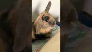 Abungus the rabbit