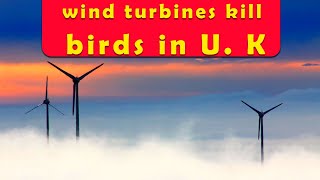 Wind turbines, safe to birds? | Do wind turbines kill birds? | technology facts