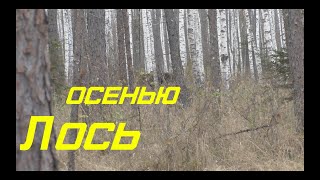 Лось Октябрь 2020 года