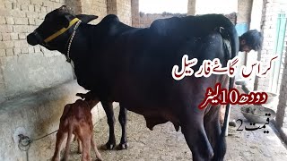 sahiwal crass cawo far sale on youtube in punjab pakistan 9/6/23.  03106420020